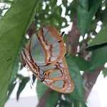 Paradiso Ca' Giulia דירה ונציה