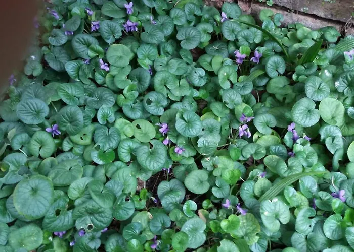 Paradiso Ca' Giulia Lägenhet Venedig