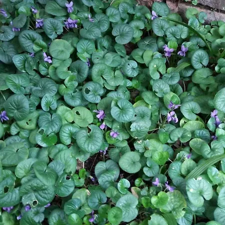 Paradiso Ca' Giulia Lejlighed Venedig