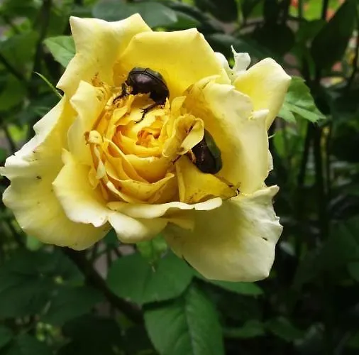 Lejlighed Paradiso Ca' Giulia