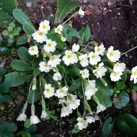 Διαμέρισμα Paradiso Ca' Giulia *