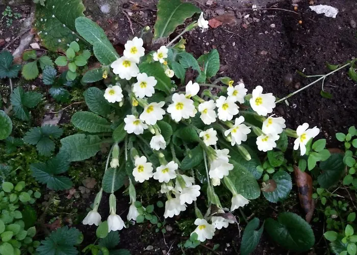 Διαμέρισμα Paradiso Ca' Giulia *