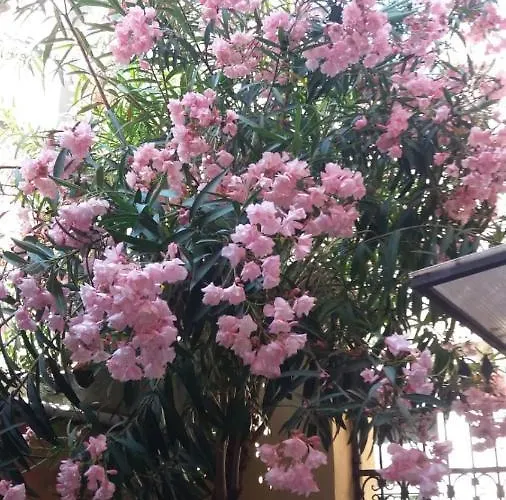 Διαμέρισμα Paradiso Ca' Giulia